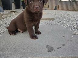 Labrador