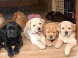 Labrador - фото 1