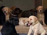 Labrador - фото 3