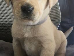 Labrador Retriever-puppy's