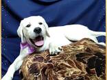 Labrador Retriever-puppy's van hoge kwaliteit - фото 2