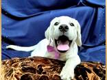 Labrador Retriever-puppy's van hoge kwaliteit - photo 3