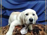 Labrador Retriever-puppy's van hoge kwaliteit - фото 7