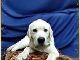 Labrador Retriever-puppy's van hoge kwaliteit - photo 8