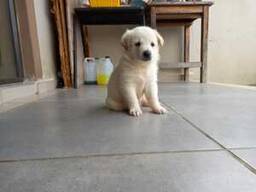 Labradorpuppy's te koop