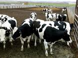 Melkvee te koop: melkkoeien, Holstein Friesian vaarzen, Friese vaarskalfjes, Milking Short - photo 2