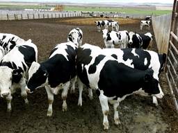 LeBlanc Dairy Farm