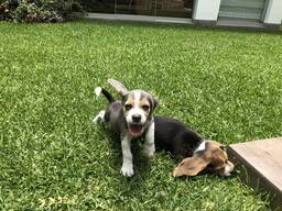 Lieve Beagle-puppy's