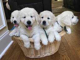 Lieve Golden Retriever