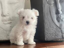 Lieve Maltezer-puppy's klaar voor een nieuw thuis!