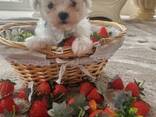 Lieve Maltezer-puppy's klaar voor een nieuw thuis! - photo 1