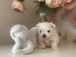Lieve Maltezer-puppy's klaar voor een nieuw thuis! - photo 2