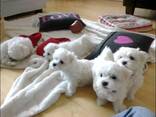 Lieve Maltezer-puppy's klaar voor een nieuw thuis! - photo 3