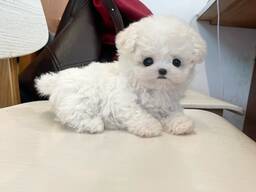 Lieve Maltezerpuppy's – 11 weken oud