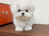 Lieve Maltezerpuppy's – 11 weken oud - фото 1
