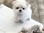 Lieve Maltezerpuppy's – 11 weken oud - фото 3