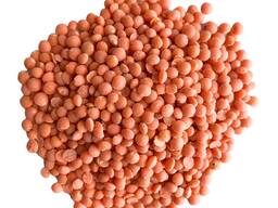 Linzen in de groothandel, rood