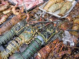 Lobster