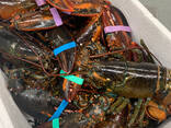 Lobsters - фото 3