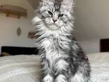 Maine Coon Kitten op zoek naar een liefdevol nieuw thuis - photo 2