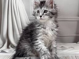 Maine Coon kittens WhatsApp me op. .. ..