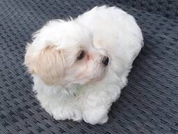 Maltezer pup