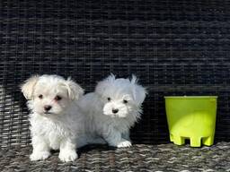 Maltezer puppy