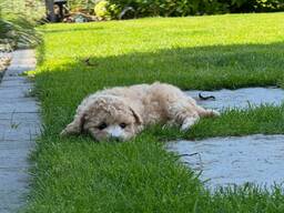 Maltipoo