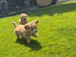 Maltipoo - фото 1