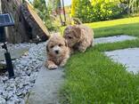 Maltipoo - фото 2