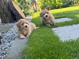 Maltipoo - фото 3