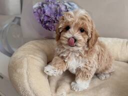 Maltipoo