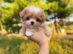 Maltipoo