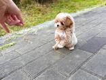 Maltipoo - фото 1