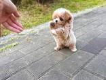 Maltipoo - фото 3