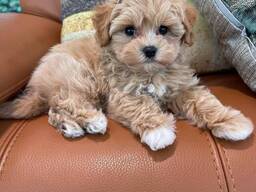 Maltipoo F1-puppy's