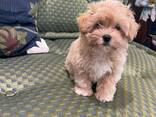 Maltipoo F1-puppy's - photo 1