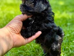 Maltipoo-puppy's – Liefdevolle gezinnen gezocht