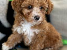 Maltipoo-puppy's zoeken een liefdevol thuis.