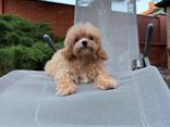 Maltipoo-puppy's zoeken een liefdevol thuis. - фото 1