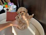 Maltipoo-puppy's zoeken een liefdevol thuis. - фото 2