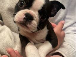 Mannelijke Blauwe Boston Terriër Amerikaanse Bloedlijn