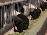 Melkvee Holstein Friese Koeien en Drachtige Holstein Vaarzen Koeien Simmental Kalveren - photo 2