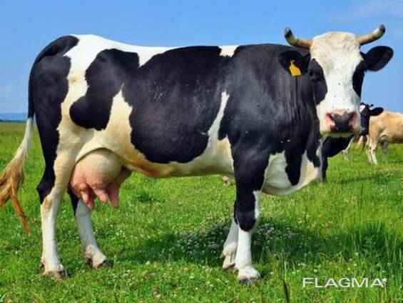 Melkvee te koop: melkkoeien, Holstein Friesian vaarzen, Friese vaarskalfjes, Milking Short
