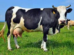 Melkvee te koop: melkkoeien, Holstein Friesian vaarzen, Friese vaarskalfjes, Milking Short