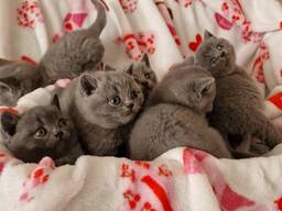 Британская короткошерстная