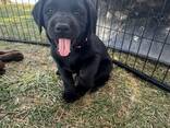 Mooie Labrador Pup - 10 Weken | Beschikbaar - фото 2
