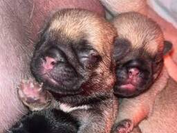 Mopspuppy's beschikbaar