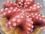 Мороженные морепродукты и рыба в Нидерланды от завода из Китая - фото 7