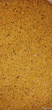 Mustard seed (white/yellow)